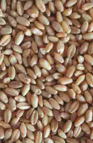 Natural Brown Color Organic Wheat With Grade A, Rich In Fibre And Protein