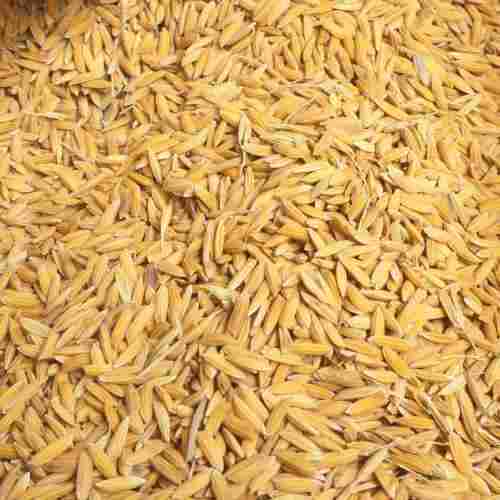 Medium Grains Organic Paddy Rice With 1 Year shelf life And Rich In Vitamin B2