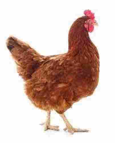 Wholesale Price Brown Desi Live Chicken for Meat & Egg