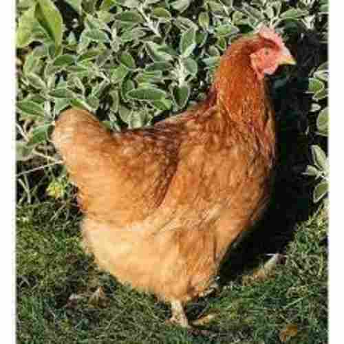 Wholesale Price Brown Desi Live Chicken For Meat & Egg