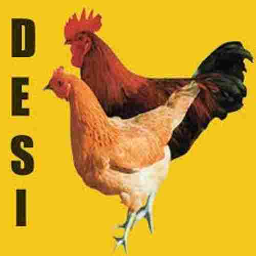 Wholesale Price Brown Desi Live Chicken For Meat Purpose