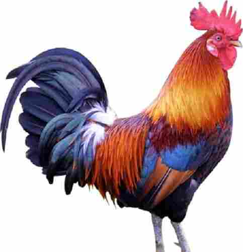 Wholesale Price Desi Live Chicken For Meat in Restaurant, Hotel & Mess Supply