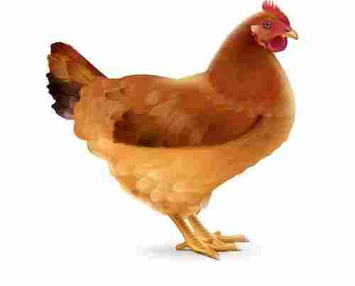 Brown Medium-Size Highly Nutrition Enriched 100% Pure Healthy Live Chicken