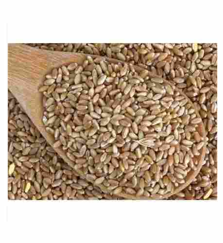 A Grade Organic And Natural Dried Wheat Seeds For Food Processing