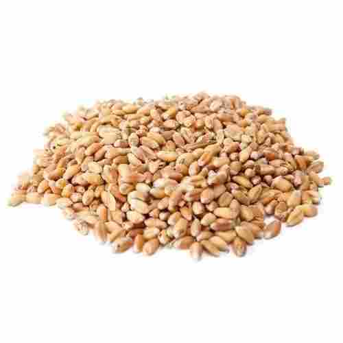 100 Percent Good Quality Wheat Seed Freshly Cultivated And Pebbles Free
