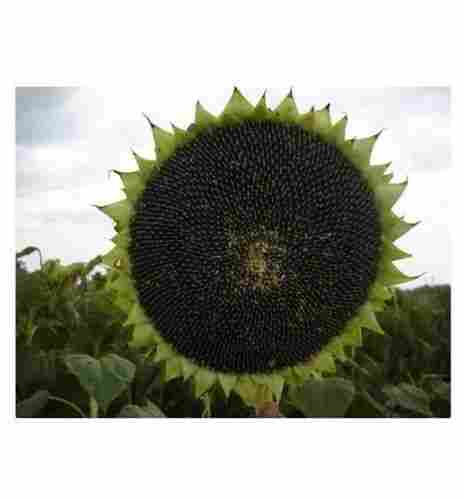 Hybrid And Organic Sunflower Sun Gold Seeds For Agriculture