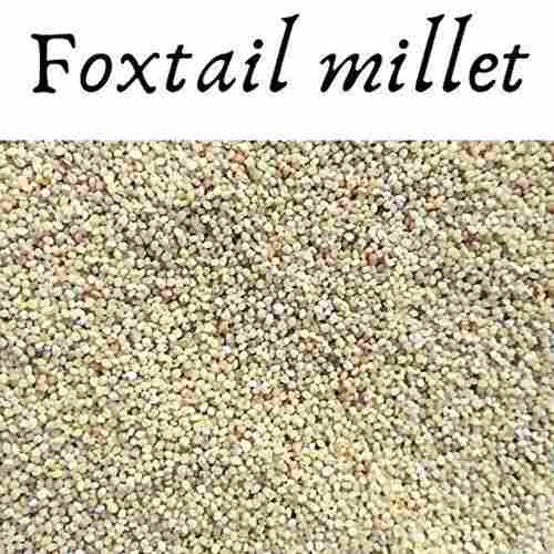 Export Quality Dried And Cleaned Light Brown Indian Foxtail Millet With High Protein Value
