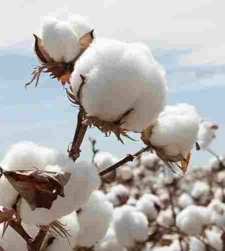 White A Grade 100% Pure Organic Raw Cotton For Garments Industry