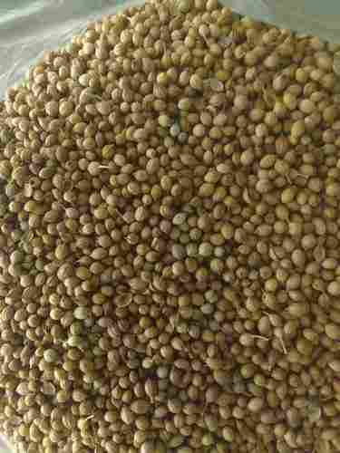 No Added Preservative And Chemical Rich Antioxidant Dried Whole Coriander Seeds