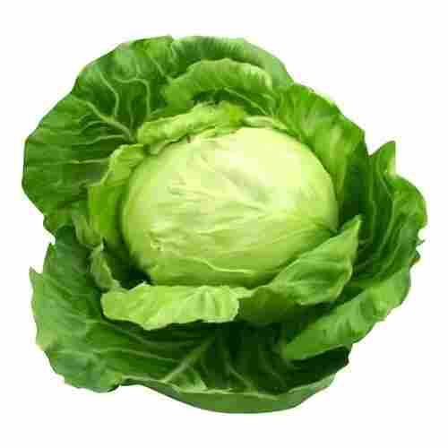 Premium Export Quality Malowal Organic Farm Cabbage Vegetables