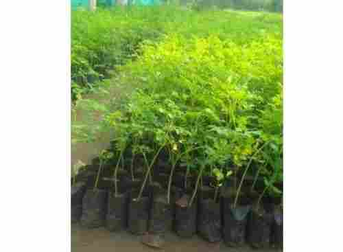 Drum Stick Nursery Plant For Gardening And Agriculture Use