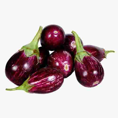 Organic And Fresh Vegetable Brinjal For Cooking With Vitamin C