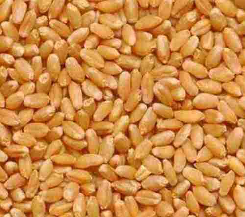 Organic Wheat Used In Making Chapati, Khakhara(Gluten Free)