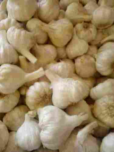 Organic And Dried Potent Medicinal White Garlic 