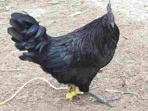 Healthy And Vaccinated Jet Black Kadaknath Female Live Chicken