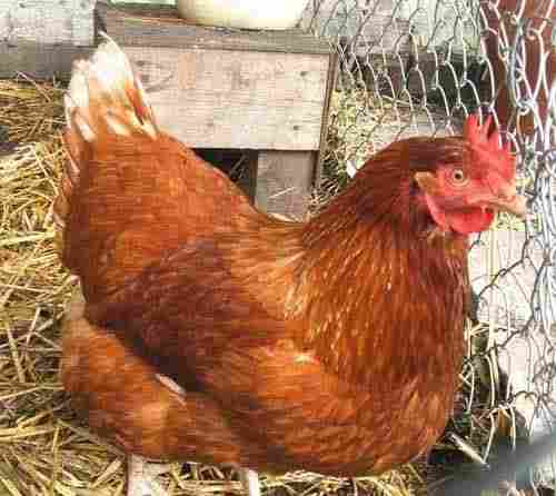 Healthy And Vaccinated Pure Sonali Desi Live Chicken