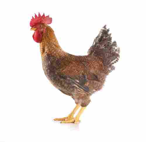 Rajashree Male Breed Healthy And Vaccinated Live Chicken