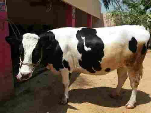 Healthy Black And White Live Cow 