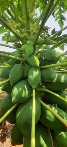 Green Or Yellow - As Required Organic Farm Fresh Papaya Fruit