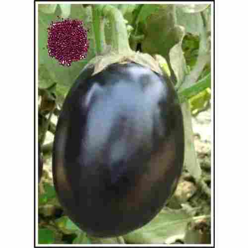 100% Pure Natural Ganesh Hybrid Fresh Brinjal Seeds For Agriculture 