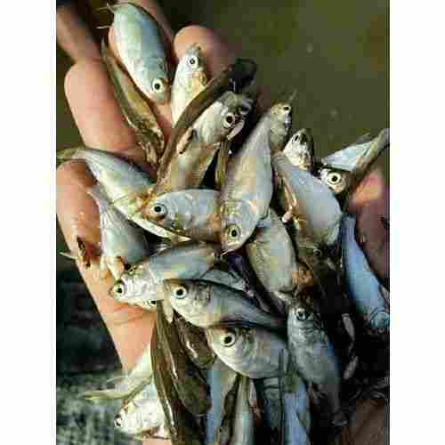 A Grade Healthy Fish Seeds For Fish Farming