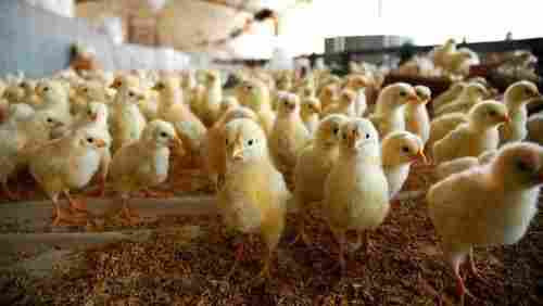 Light Yellow Nutritent Enriched 100% Healthy Small-Size Broiler Poultry Farm Chicks