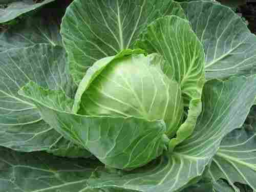 Good For Health Pesticide Free High Nutritious Values Organic Cabbage