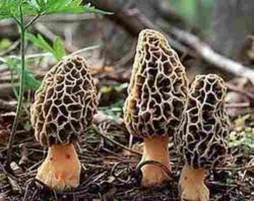 High Source Of Dietary Fibers Natural And Fresh Delicious Tasty Morels Mushroom