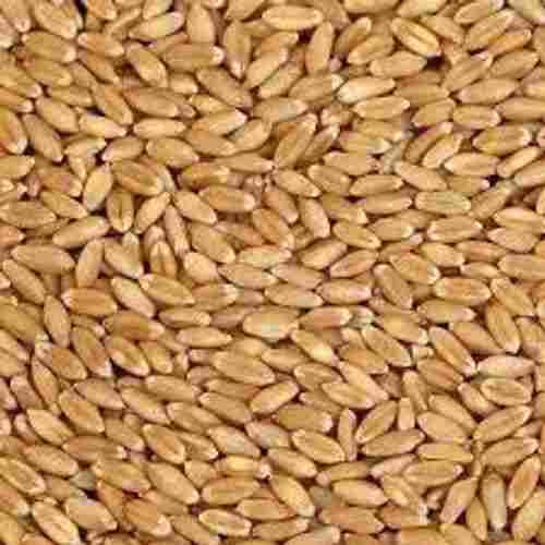 100 Percent Pure Natural And Premium Quality Organic Wheat, High In Protein