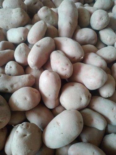 Round A Grade Potatoes With High Nutritious Values And Taste