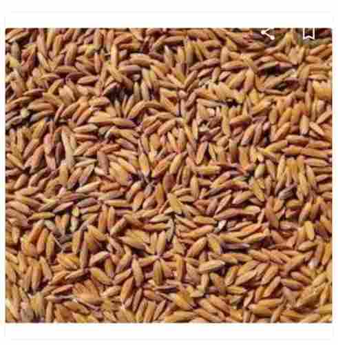 10 Kg 100% Organic And Fresh Raw Paddy Rice, Used For Starch And Rice Flour