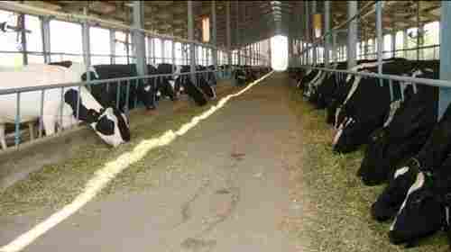 100% Hygienically Maintained Safe Steel Shed Cow Dairy Farm