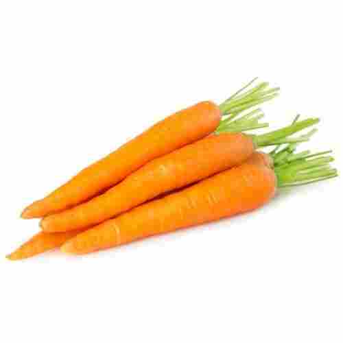 Indian Origin Naturally Farm Fresh Healthy Vitamins Minerals Antioxidants Enriched Carrot 