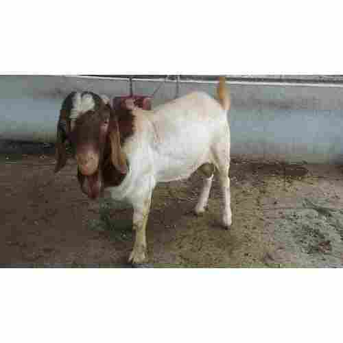 White And Brown Live Goat