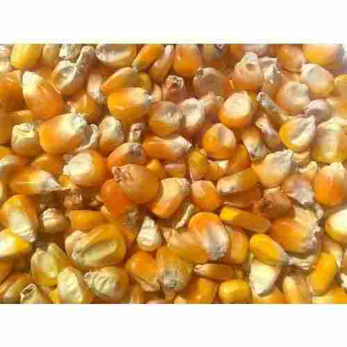 Yellow Maize (Corn) High In Protein And Other Nutrients For All Age Groups