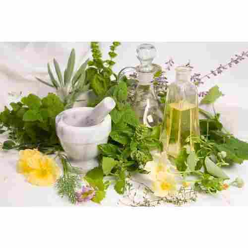 Herbal Green Plant For Phytochemicals Extraction 