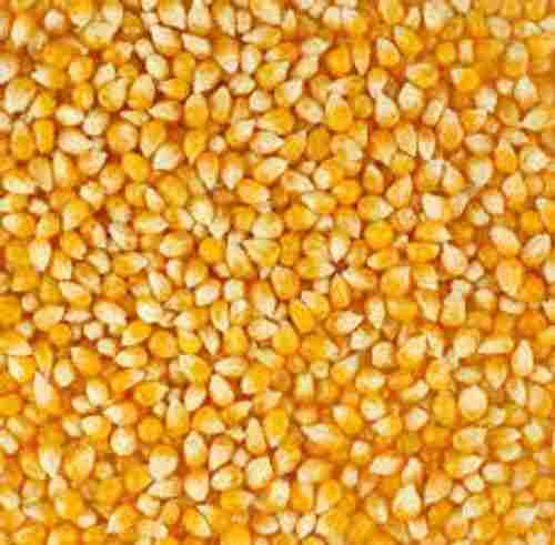  Nutritional Fibre Health Benefits Vitamins Minerals Maize Grains 