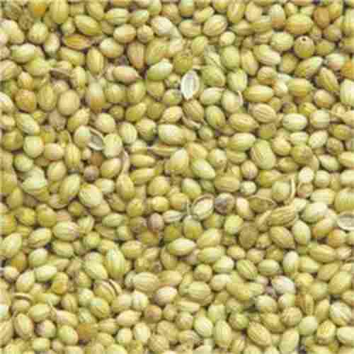 100% Natural And Pure Organic Slightly Sweet Fresh Spice Coriander Seeds For Cooking Use