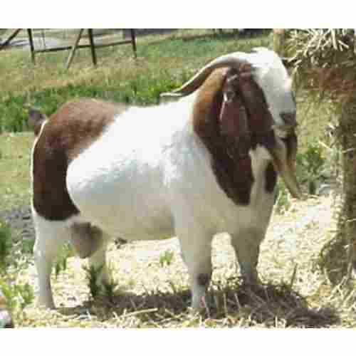 White And Brown Boer Goat 