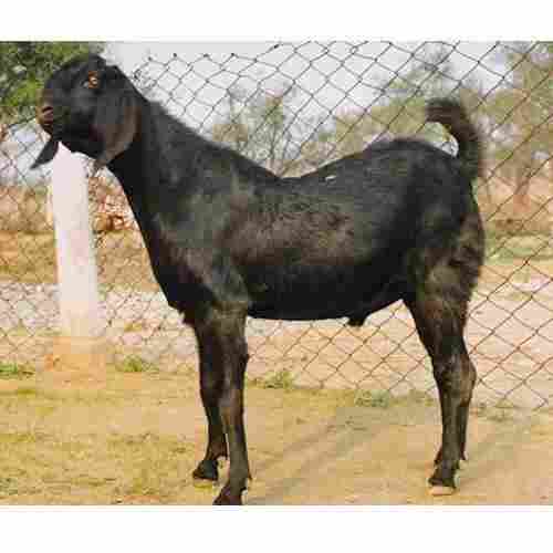 Male Black Beetal Goat