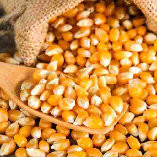 High In Protein Minerals Vitamins Healthy And Tasty Rich In Fiber Yellow Corn Maize 