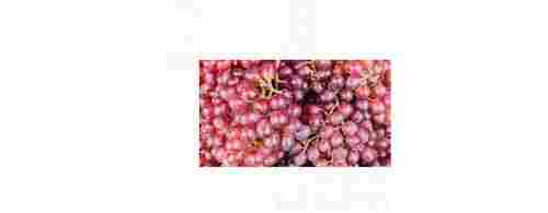 100% Fresh And Healthy Sweet Taste Red Grapes Fruit