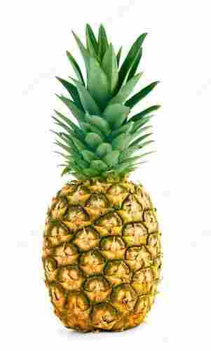 100% Organically Grown Healthy Testy Premium Qualities Pineapple 