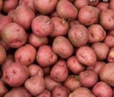 Organic And Fresh Red Colour Healthy Potatoes For Delicious Foods  Moisture (%): 99%
