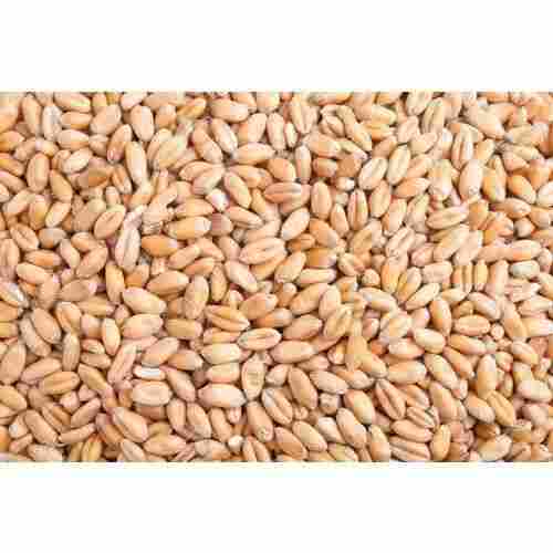 Carbohydrate Rich 100% Pure Healthy Natural Indian Origin Food Processing Healthy Organic Wheat 