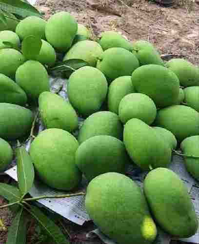Healthy And Nutritious Delicious Sweet Taste Farm Fresh Green Sweet Green Mango