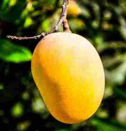 A Grade Nutrient Enriched 100% Pure Natural Sweet Yellow Alphonso Mango