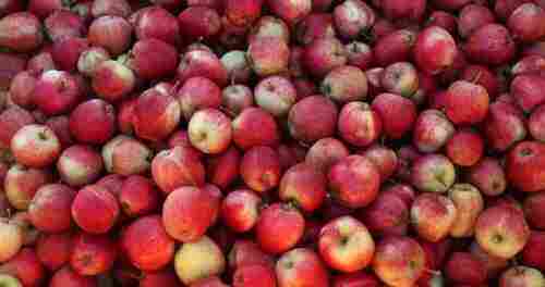 Rich In Fiber, Vitamins 100% Pure Fresh Juicy And Healthy Red Apple Fruits