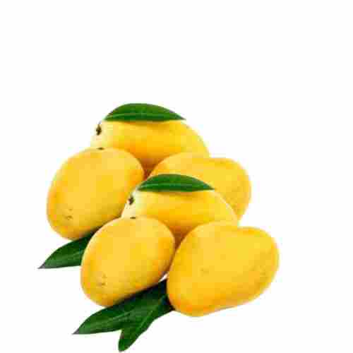 Rich Minerals And Vitamins 100% Natural And Fresh Sweet Taste Yellow Badami Mango