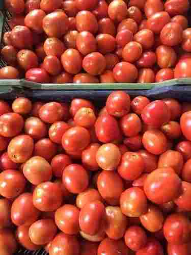 Fresh Firm Export Quality Healthy Luscious Flavorful Juicy Tomato 